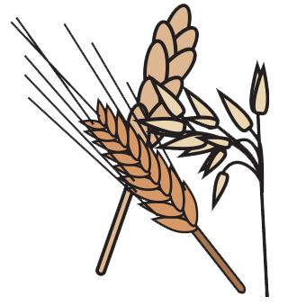 Cereals Containing Gluten